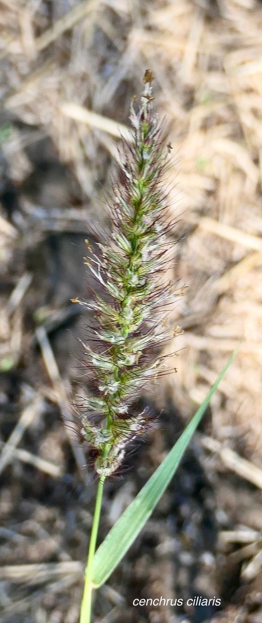Cenchrus ciliaris.poaceae.stenonaturalisé.espèce envahissante.  P1164879.jpeg