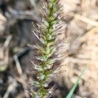 Cenchrus ciliaris.poaceae.stenonaturalisé.espèce envahissante.  P1164879.jpeg