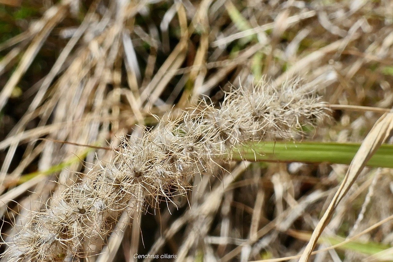 Cenchrus ciliaris.poaceae.stenonaturalisé.espèce envahissante. (1).jpeg