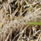 Cenchrus ciliaris.poaceae.stenonaturalisé.espèce envahissante. (1).jpeg