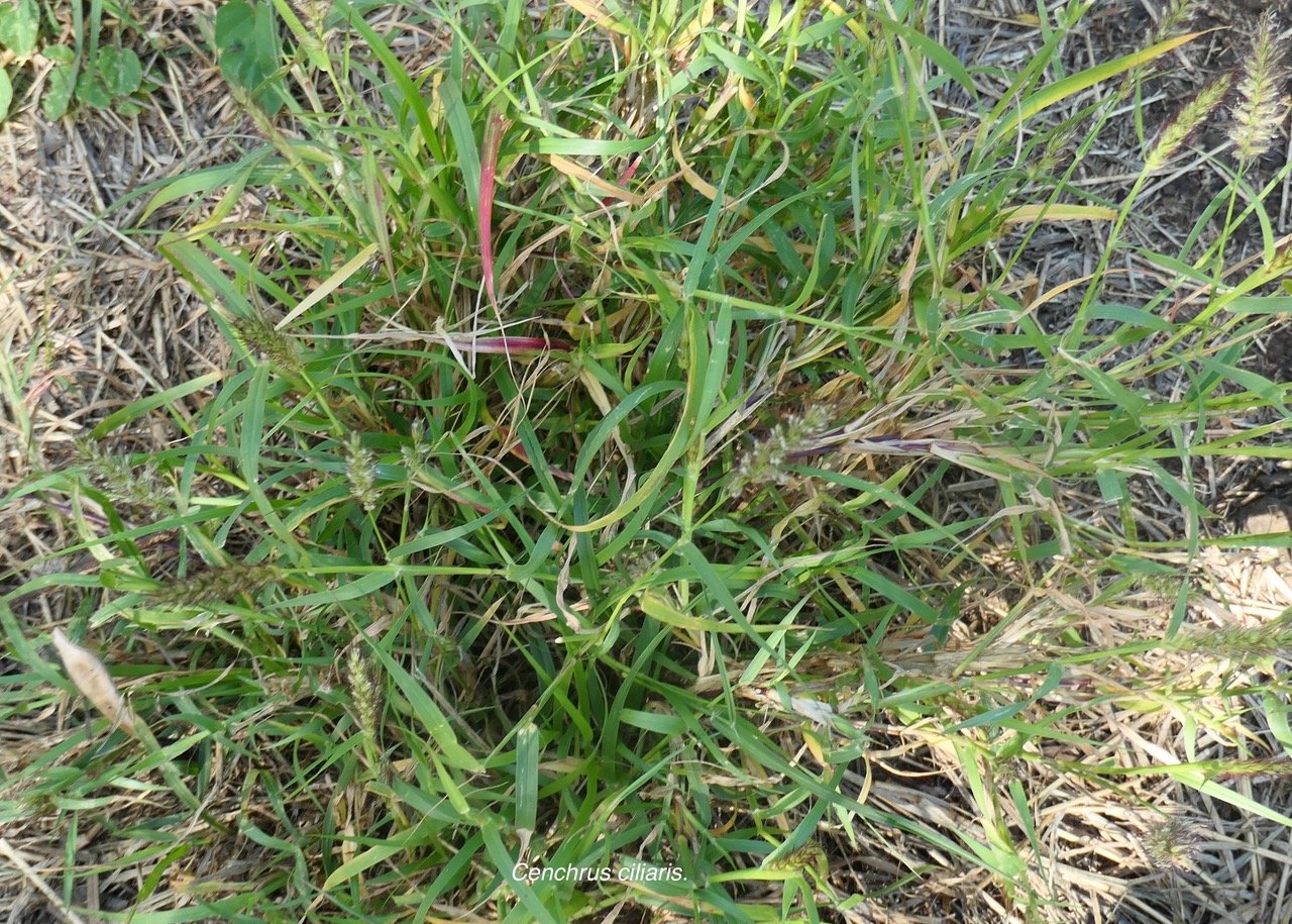 Cenchrus ciliaris.poaceae.stenonaturalisé.espèce envahissante..jpeg