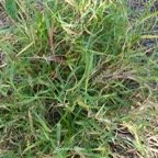 Cenchrus ciliaris.poaceae.stenonaturalisé.espèce envahissante..jpeg