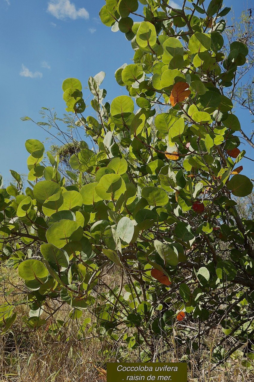 Coccoloba uvifera (L.) L. raisin de mer.polygonaceae.espèce cultivée..jpeg