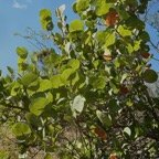 Coccoloba uvifera (L.) L. raisin de mer.polygonaceae.espèce cultivée..jpeg
