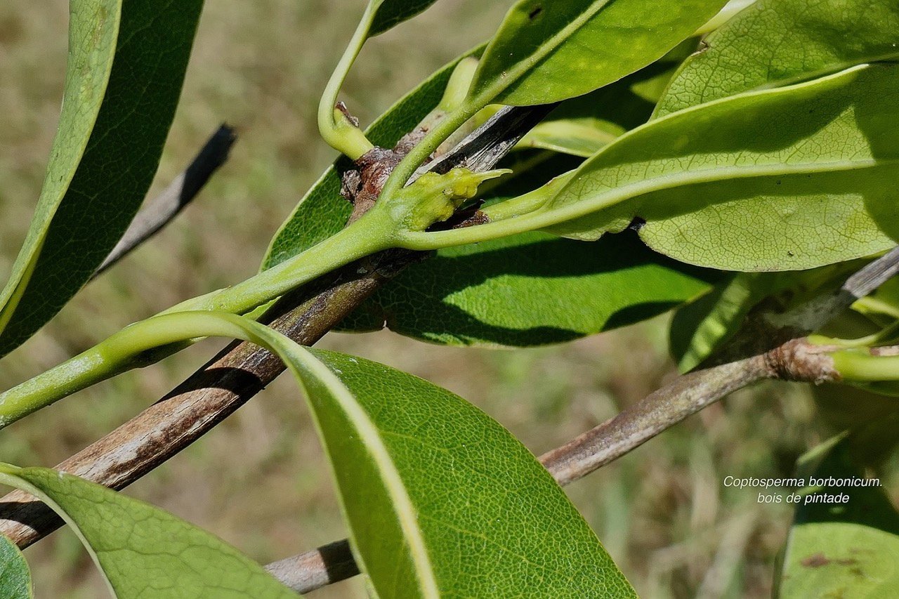 Coptosperma borbonicum.bois de pintade.rubiaceae.endémique Réunion Maurice. (1).jpeg