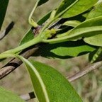 Coptosperma borbonicum.bois de pintade.rubiaceae.endémique Réunion Maurice. (1).jpeg