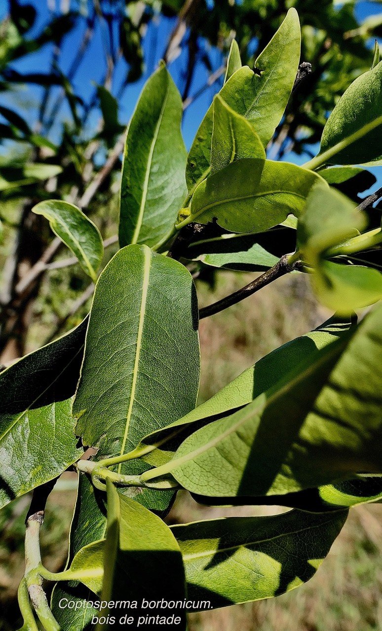 Coptosperma borbonicum.bois de pintade.rubiaceae.endémique Réunion Maurice. (2).jpeg