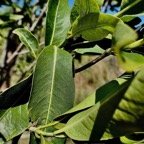 Coptosperma borbonicum.bois de pintade.rubiaceae.endémique Réunion Maurice. (2).jpeg