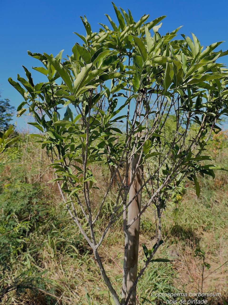 Coptosperma borbonicum.bois de pintade.rubiaceae.endémique Réunion Maurice..jpeg