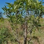 Coptosperma borbonicum.bois de pintade.rubiaceae.endémique Réunion Maurice..jpeg