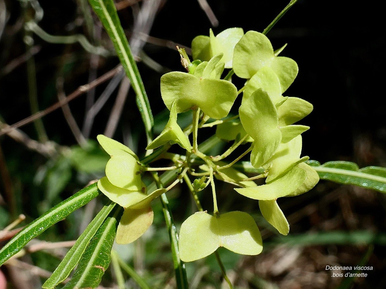 Dodonaea viscosa .bois d&rsquo;arnette .( fruits immatures) sapindaceae.indigène Réunion.jpeg