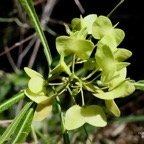 Dodonaea viscosa .bois d&rsquo;arnette .( fruits immatures) sapindaceae.indigène Réunion.jpeg