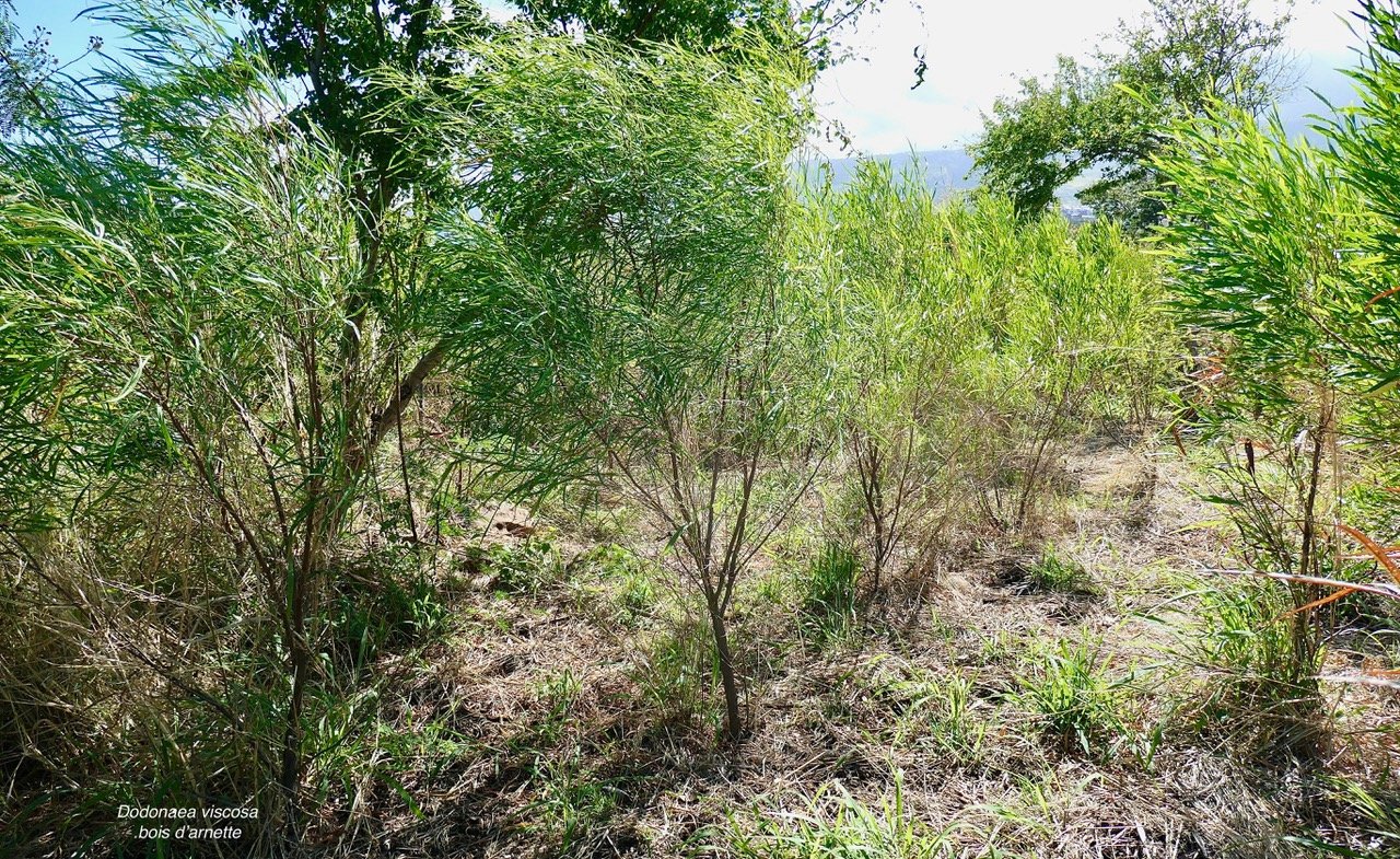 Dodonaea viscosa .bois d&rsquo;arnette .sapindaceae.indigène Réunion.jpeg