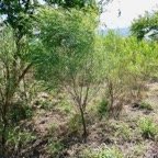Dodonaea viscosa .bois d&rsquo;arnette .sapindaceae.indigène Réunion.jpeg