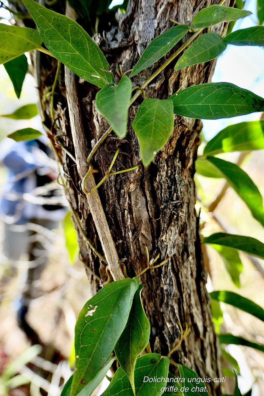 Dolichandra unguis-cati griffe de chat. bignoniaceae.stenonaturalisé.espèce envahissante..jpeg