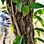 Dolichandra unguis-cati griffe de chat. bignoniaceae.stenonaturalisé.espèce envahissante..jpeg