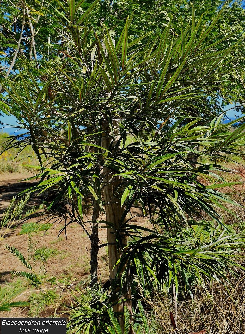 Elaeodendron orientale. ( Cassine orientalis ) bois rouge.celastraceae.endémique Réunion Maurice Rodrigues..jpeg