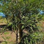 Elaeodendron orientale. ( Cassine orientalis ) bois rouge.celastraceae.endémique Réunion Maurice Rodrigues..jpeg