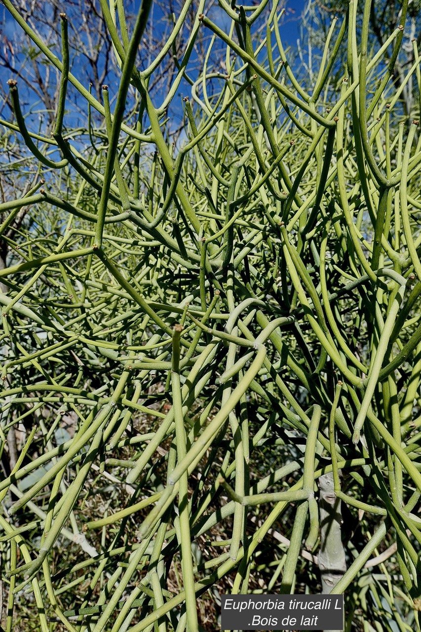 Euphorbia tirucalli L.Bois de lait .euphorbiaceae.sténonaturalisé (1).jpeg