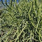 Euphorbia tirucalli L.Bois de lait .euphorbiaceae.sténonaturalisé (1).jpeg