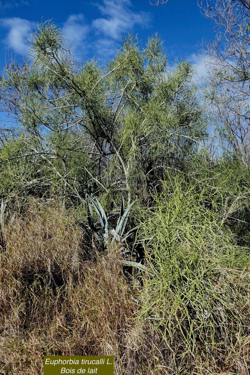 Euphorbia tirucalli L.Bois de lait .euphorbiaceae.sténonaturalisé (2).jpeg