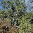 Euphorbia tirucalli L.Bois de lait .euphorbiaceae.sténonaturalisé (2).jpeg