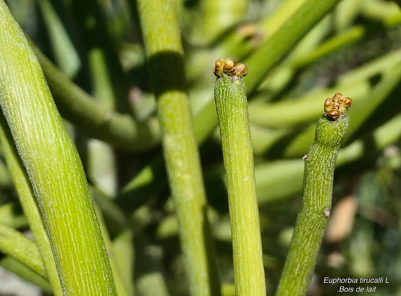 Euphorbia tirucalli L.Bois de lait .euphorbiaceae.sténonaturalisé.jpeg