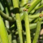 Euphorbia tirucalli L.Bois de lait .euphorbiaceae.sténonaturalisé.jpeg