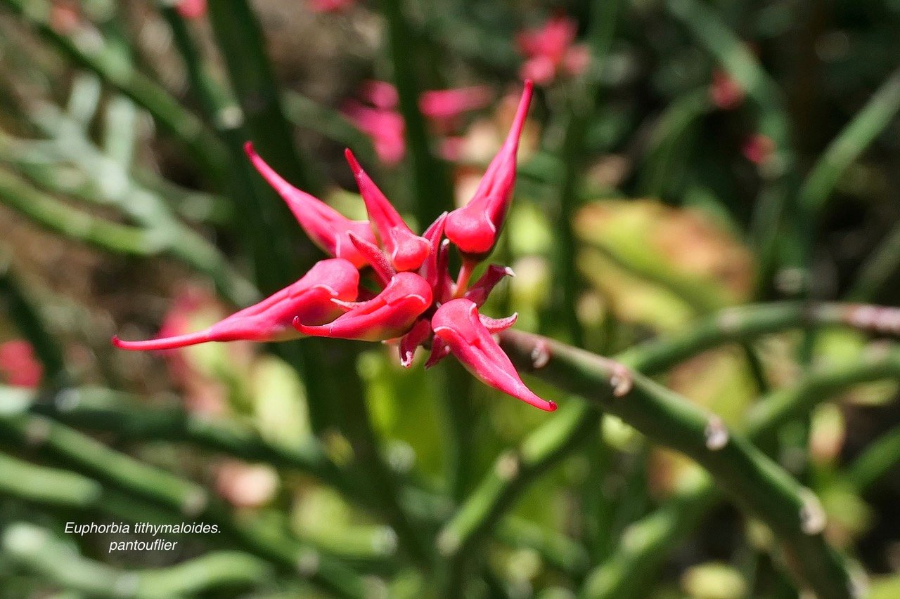 Euphorbia tithymaloides.pantouflier.euphorbiaceae.espèce culivée. (1).jpeg
