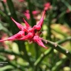 Euphorbia tithymaloides.pantouflier.euphorbiaceae.espèce culivée. (1).jpeg