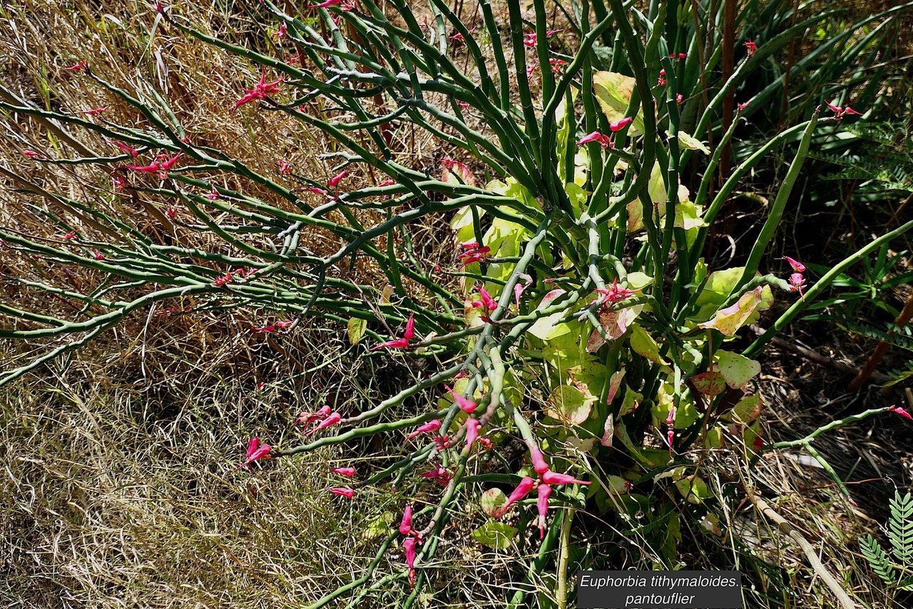 Euphorbia tithymaloides.pantouflier.euphorbiaceae.espèce culivée..jpeg