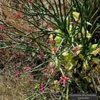 Euphorbia tithymaloides.pantouflier.euphorbiaceae.espèce culivée..jpeg