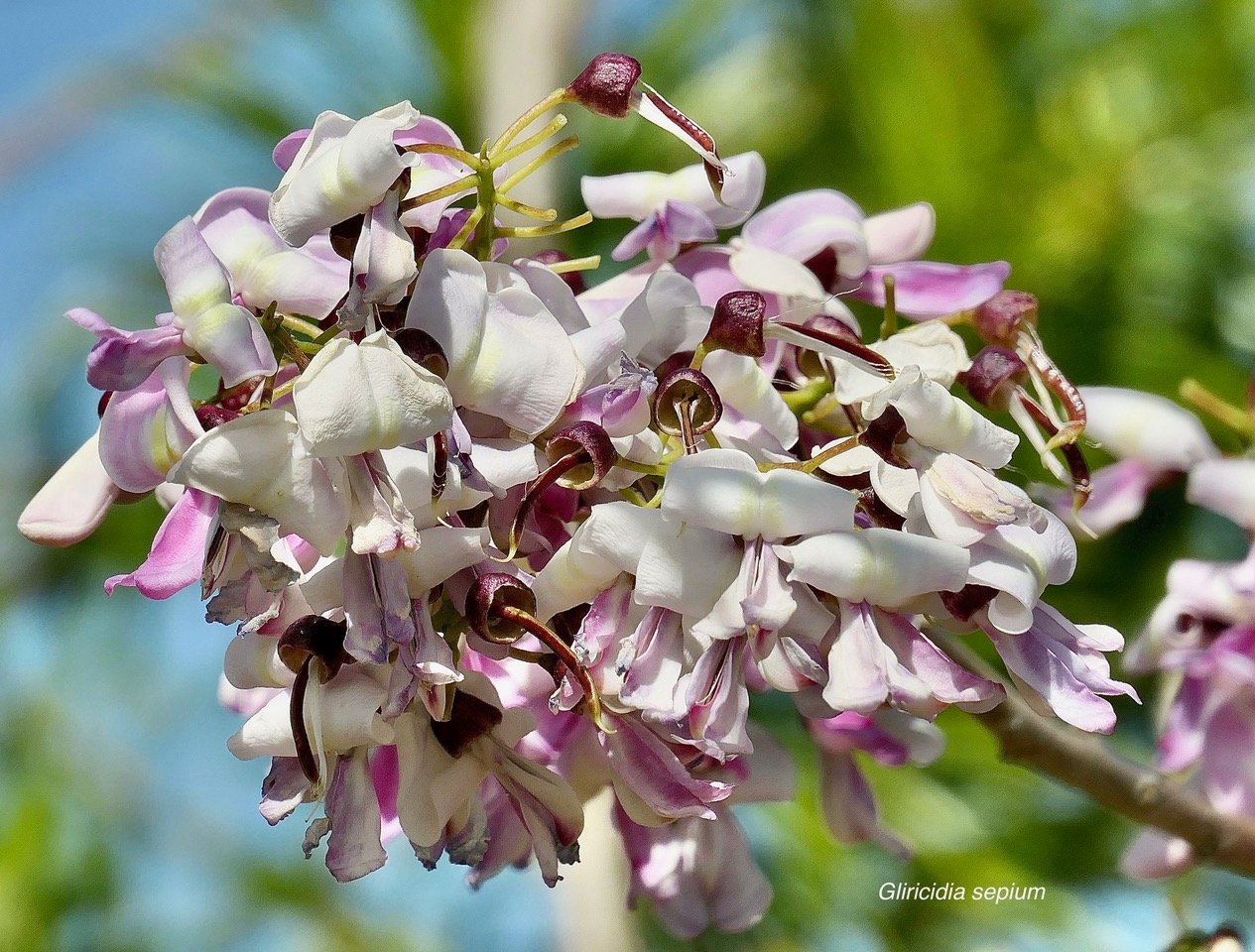 Gliricidia sepium.fabaceae.espèce cultivée. (1).jpeg