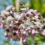 Gliricidia sepium.fabaceae.espèce cultivée. (1).jpeg