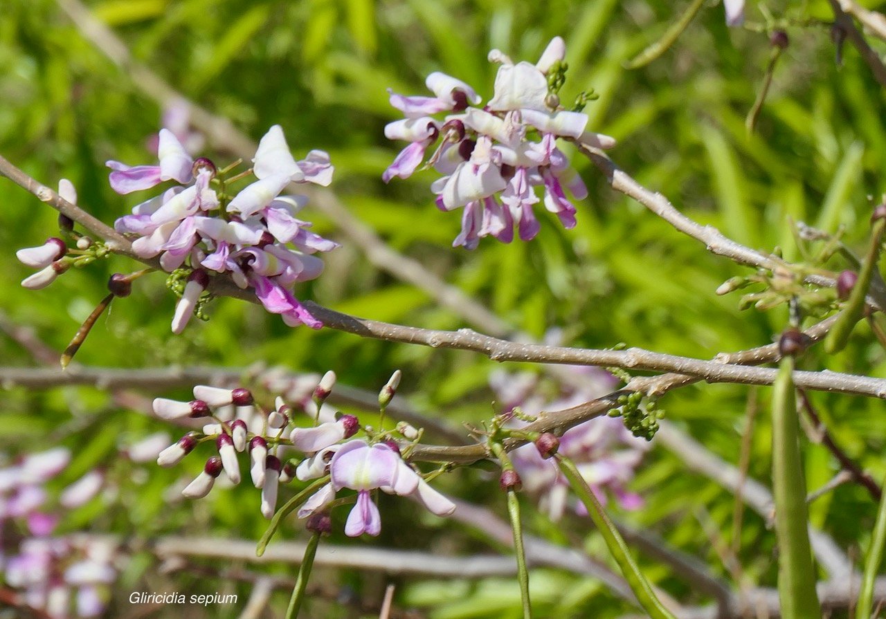 Gliricidia sepium.fabaceae.espèce cultivée..jpeg