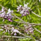 Gliricidia sepium.fabaceae.espèce cultivée..jpeg