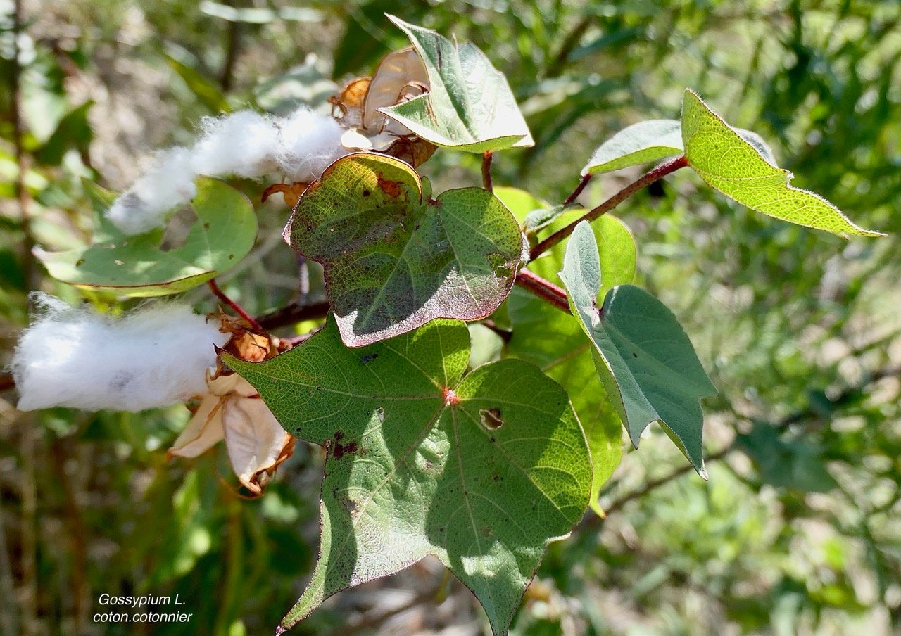Gossypium L.coton.cotonnier .malvaceae.stenonaturalisé. (1).jpeg