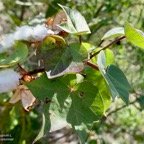 Gossypium L.coton.cotonnier .malvaceae.stenonaturalisé. (1).jpeg