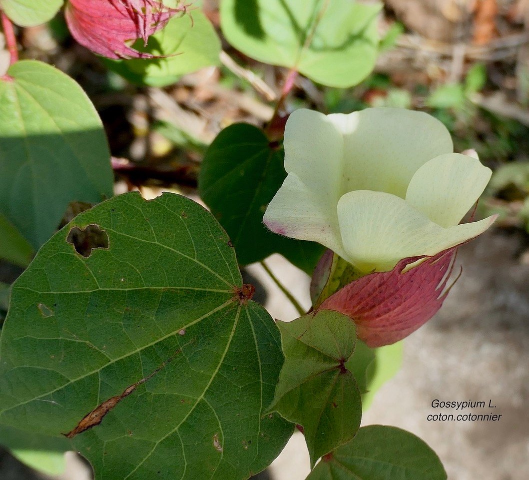 Gossypium L.coton.cotonnier .malvaceae.stenonaturalisé..jpeg