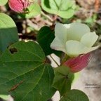 Gossypium L.coton.cotonnier .malvaceae.stenonaturalisé..jpeg