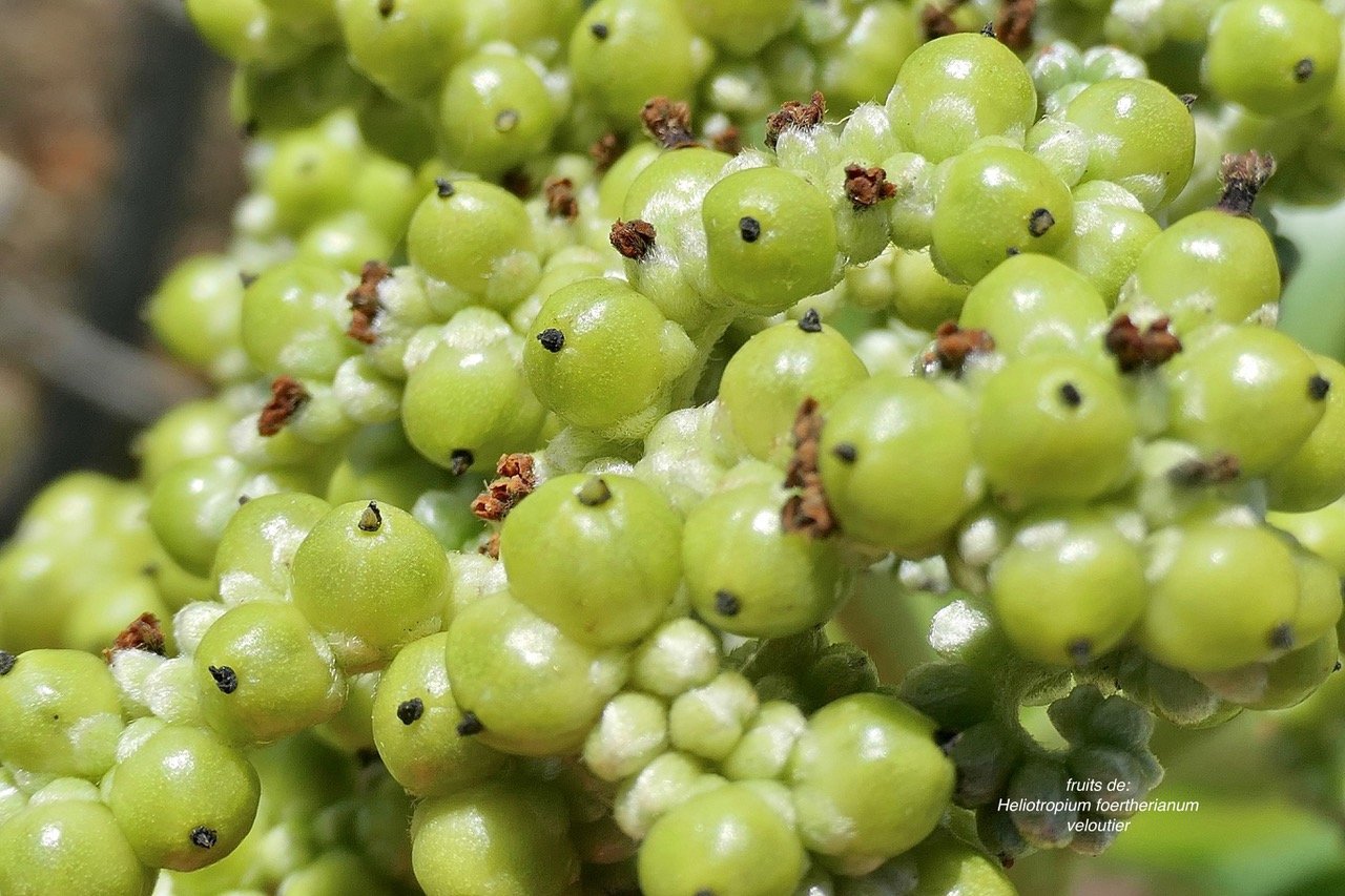 Heliotropium foertherianum.Diane et Hilger.veloutier.veloutier bord de mer.fruits .heliotropiaceae.indigène Réunion..jpeg