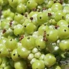 Heliotropium foertherianum.Diane et Hilger.veloutier.veloutier bord de mer.fruits .heliotropiaceae.indigène Réunion..jpeg