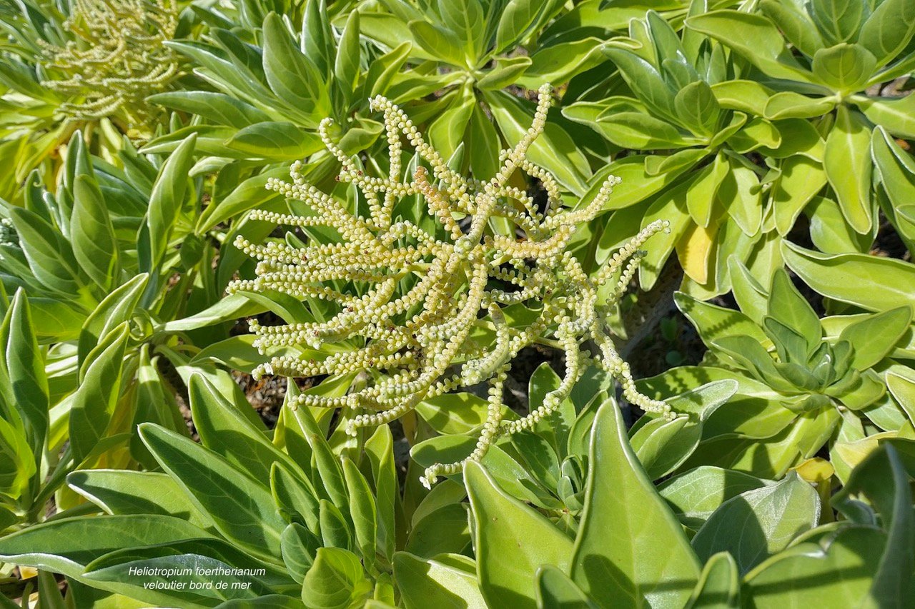 Heliotropium foertherianum.Diane et Hilger.veloutier.veloutier bord de mer.heliotropiaceae.indigène Réunion..jpeg
