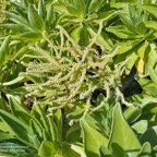 Heliotropium foertherianum.Diane et Hilger.veloutier.veloutier bord de mer.heliotropiaceae.indigène Réunion..jpeg