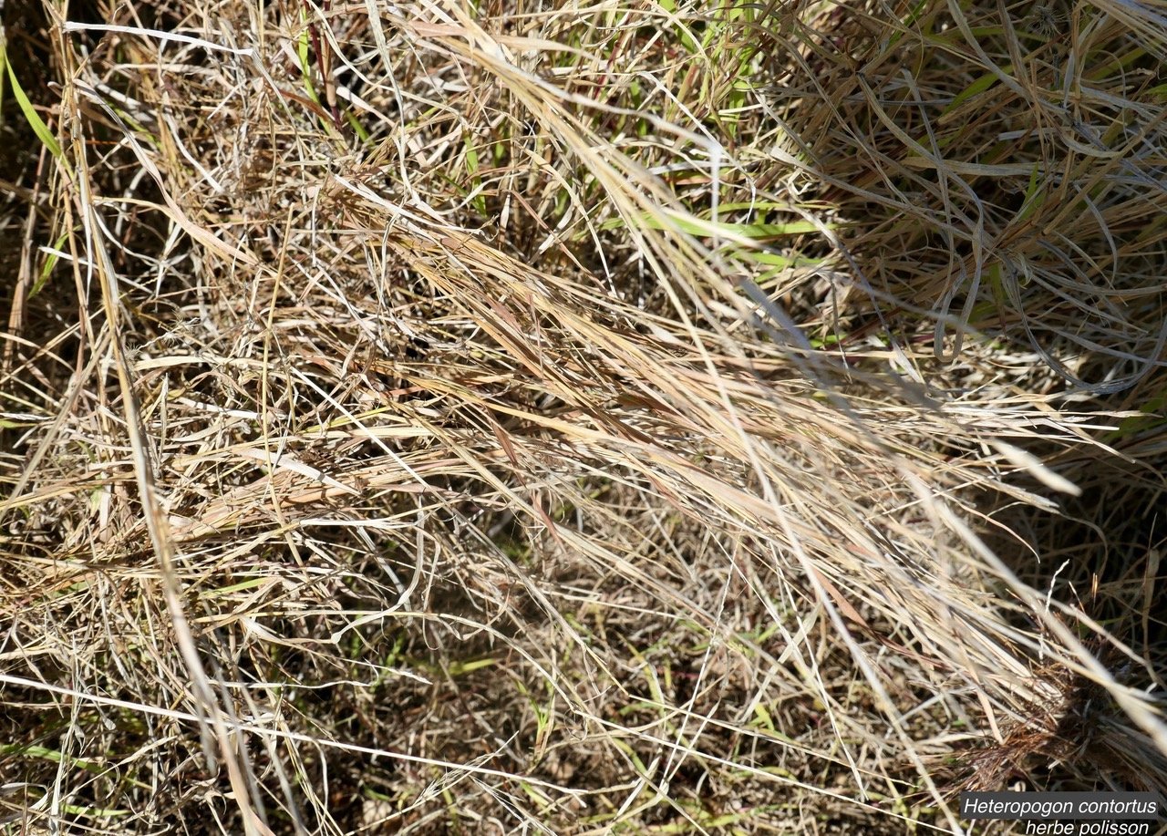 Heteropogon contortus.piquant jaune.herbe polisson.poaceae.indigène Réunion..jpeg