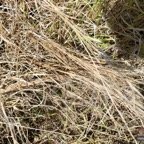 Heteropogon contortus.piquant jaune.herbe polisson.poaceae.indigène Réunion..jpeg