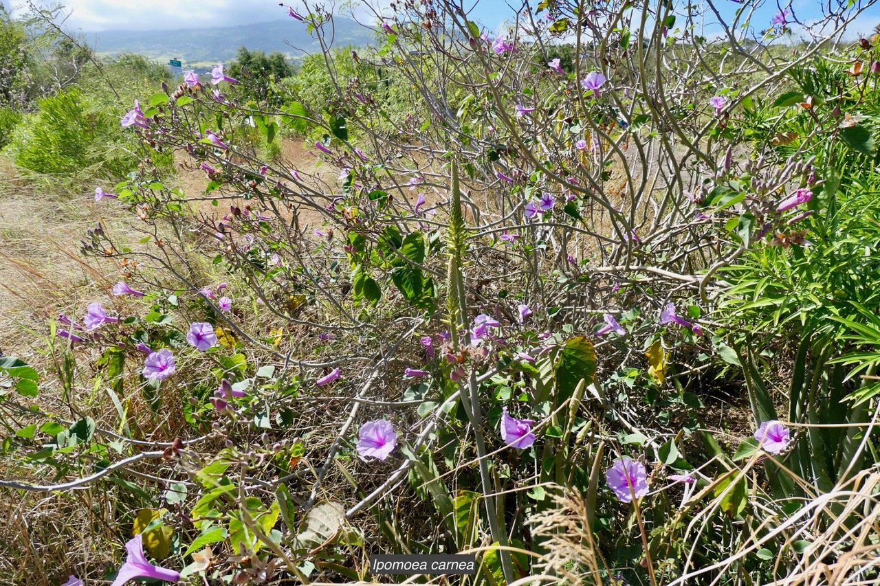 Ipomoea carnea.convolvulaceae.espèce cultivée. (1).jpeg