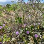 Ipomoea carnea.convolvulaceae.espèce cultivée. (1).jpeg
