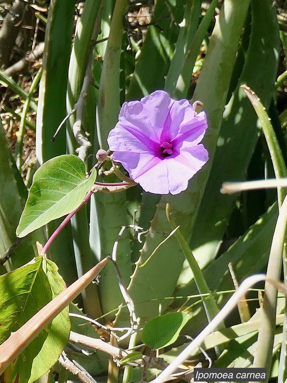 Ipomoea carnea.convolvulaceae.espèce cultivée..jpeg