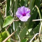 Ipomoea carnea.convolvulaceae.espèce cultivée..jpeg